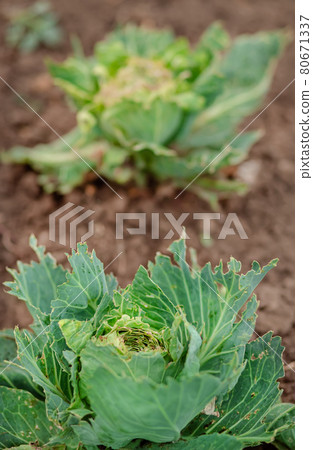 Close-up of cabbage damaged by pests. Sick cabbage leaves affected by pests and pathogenic fungi. 80671337