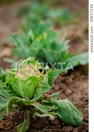 Close-up of cabbage damaged by pests. Sick cabbage leaves affected by pests and pathogenic fungi. 80671338