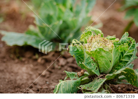Close-up of cabbage damaged by pests. Sick cabbage leaves affected by pests and pathogenic fungi. Close-up of cabbage damaged by pests. Sick cabbage leaves affected by pests and pathogenic fungi. 80671339