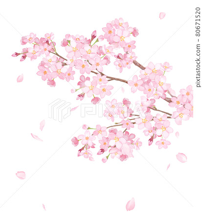 Close-up of cherry blossom branches in full bloom and scattered petals. Watercolor illustration. Close-up of cherry blossom branches in full bloom and scattered petals. Watercolor illustration. 80671520