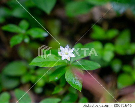 Tsunagori Tsunagori 80671646