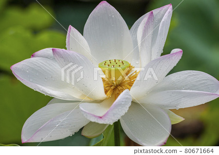 蓮花哈斯蓮藕田福岡城遺址 蓮花哈斯蓮藕田福岡城遺址 80671664