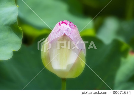 蓮花哈斯蓮藕田福岡城遺址 80671684