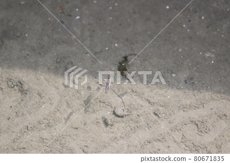 水黽 水黽 80671835