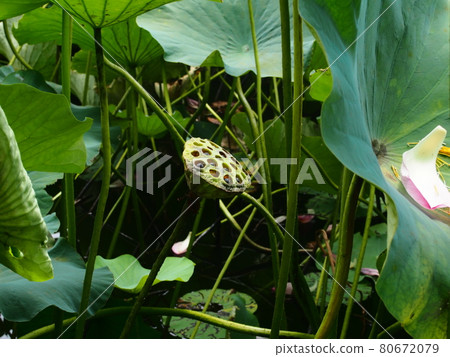 Lotus seeds from Oyazawaike in August Lotus seeds from Oyazawaike in August 80672079