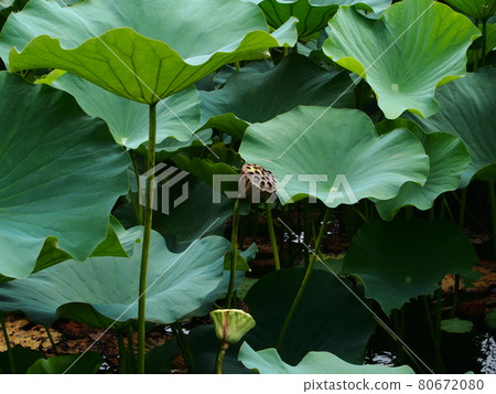 Lotus seeds from Oyazawaike in August Lotus seeds from Oyazawaike in August 80672080