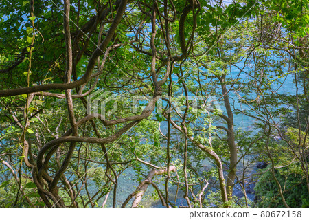 Trees near the starting point of Kakai Shindo [Summer Oyashirazu Beach] 80672158