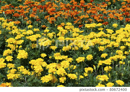 Marigold  80672400