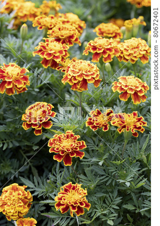 Marigold  80672401