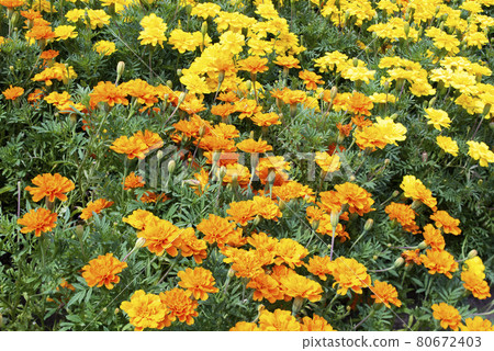 Marigold Marigold 80672403