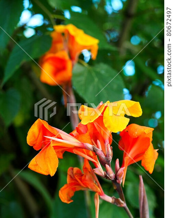 藍天和美人蕉花透過樹葉偷看(黃色和橙色美人蕉花和芽) 藍天和美人蕉花透過樹葉偷看(黃色和橙色美人蕉花和芽) 80672497