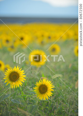 內襯花 浮花 內襯花 浮花 80672500