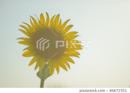 向日葵在夕陽下微微發光 向日葵在夕陽下微微發光 80672501