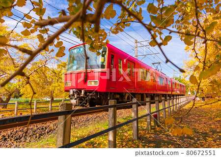 Autumn soaring, row of ginkgo trees and Meitetsu train <Inazawa City, Aichi Prefecture> 80672551