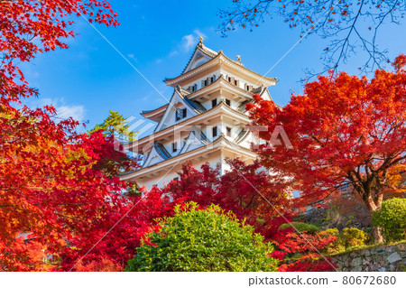 Gujo Hachiman Castle in autumn colors <Gujo City, Gifu Prefecture> Gujo Hachiman Castle in autumn colors <Gujo City, Gifu Prefecture> 80672680