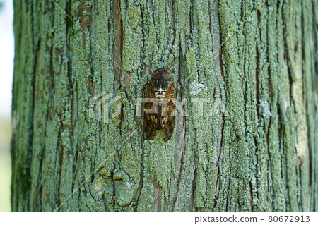Brown Cicada ~ Summer tradition ~ Brown Cicada ~ Summer tradition ~ 80672913