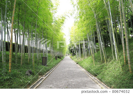 Bamboo forest in the Japanese garden "Hanataen" Bamboo forest in the Japanese garden "Hanataen" 80674032