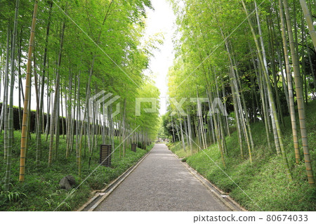 Bamboo forest in the Japanese garden "Hanataen" Bamboo forest in the Japanese garden "Hanataen" 80674033