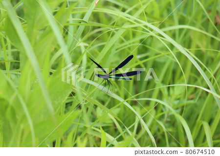 Image photo of Hagro dragonfly 80674510