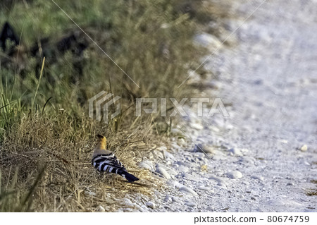 Eurasian hoopoe (Upupa epops) in Jim Corbett National Park, India Eurasian hoopoe (Upupa epops) in Jim Corbett National Park, India 80674759