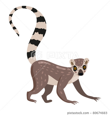 Lemur cute exotical Madagascar monkey animal, ring tailed. Vector illustration cartoon style Lemur cute exotical Madagascar monkey animal, ring tailed. Vector illustration cartoon style 80674883