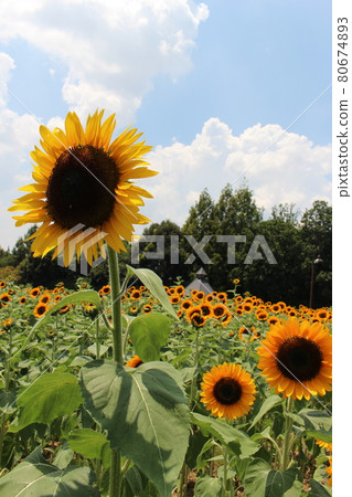 Sunflower field Sunflower Sunflower Umami Hill Park Kashiba City, Nara Prefecture Summer vacation Summer vacation Summer sky Sunflower field Sunflower Sunflower Umami Hill Park Kashiba City, Nara Prefecture Summer vacation Summer vacation Summer sky 80674893