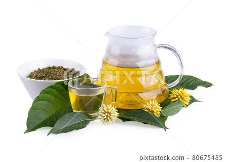 Cup of Kratom tea with fresh green kratom leaf or Mitragyna speciosa with kratom Flower on white background Cup of Kratom tea with fresh green kratom leaf or Mitragyna speciosa with kratom Flower on white background 80675485