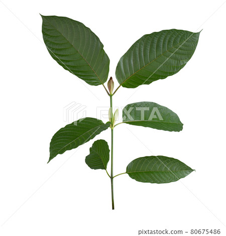 Mitragyna speciosa,kratom leaves isolated on white background 80675486