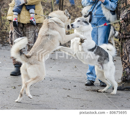 Laika friendly embrace 80675695