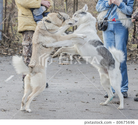 Laika friendly embrace 80675696