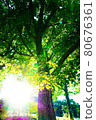 Break under a tree in the summer evening 80676361