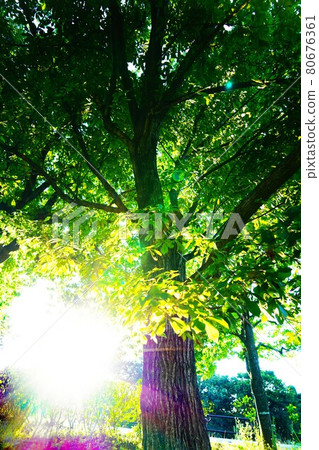 Break under a tree in the summer evening Break under a tree in the summer evening 80676361