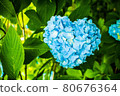 Heart shaped hydrangea 80676364