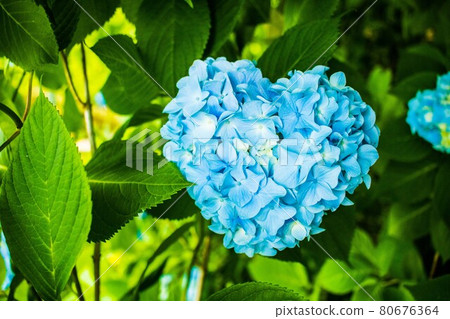 Heart shaped hydrangea Heart shaped hydrangea 80676364