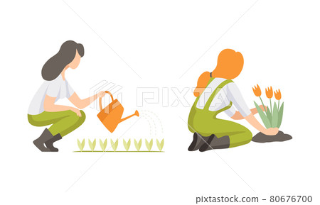 Young Woman Watering Garden Bed and Planting Flower Engaged in Horticulture Vector Set Young Woman Watering Garden Bed and Planting Flower Engaged in Horticulture Vector Set 80676700