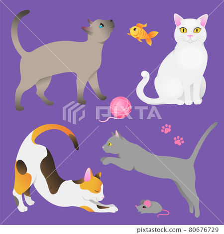 Different breeds of cats tricolor, gray, white Different breeds of cats tricolor, gray, white 80676729