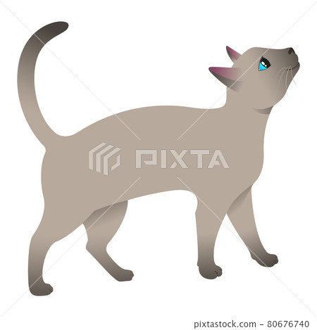 Siamese cat asks for food. Curious cat. Siamese cat asks for food. Curious cat. 80676740