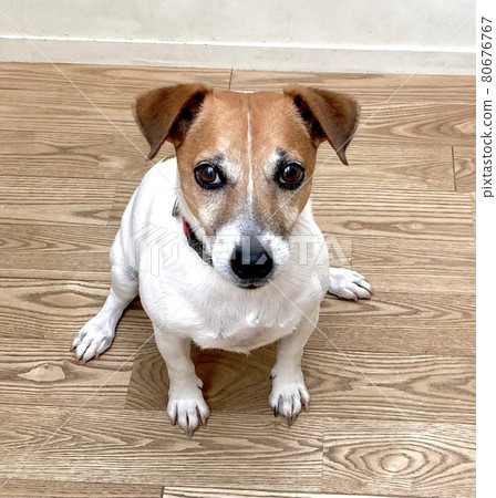 傑克羅素梗正面光滑 80676767