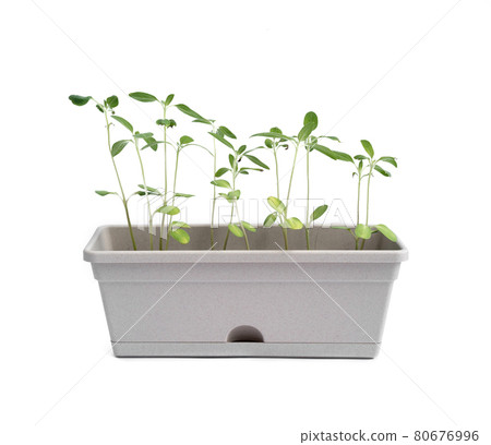 Sunflowers seedling growing in a pot with soil. Plants trees germination isolated on white background. 80676996