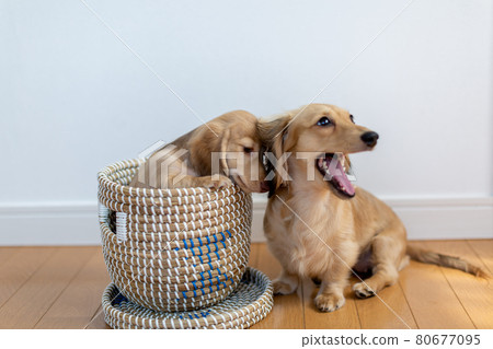 小狗 Kaninhen Dachshund 父母和孩子 小狗 Kaninhen Dachshund 父母和孩子 80677095