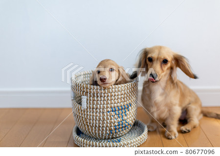 Puppy Kaninhen Dachshund Parent and Child 80677096