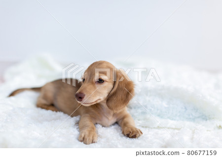 Puppy Kaninhen Dachshund 80677159
