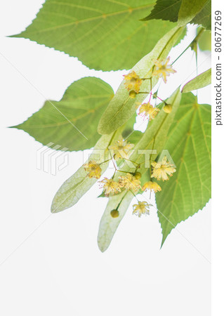 spring background with closeup of Linden tree flowers  80677269