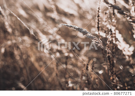 Autumn wild grass on a meadow Autumn wild grass on a meadow 80677271