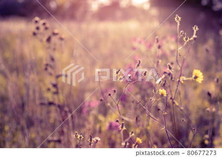 Autumn wild grass and flowers on a meadow Autumn wild grass and flowers on a meadow 80677273