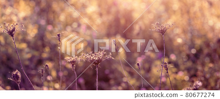 Seasonal sale website banner with wild grass on a meadow Seasonal sale website banner with wild grass on a meadow 80677274