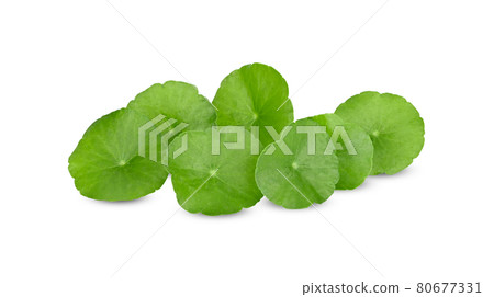 Green Asiatic on white background Green Asiatic on white background 80677331