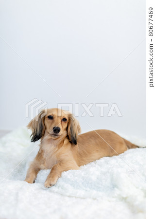 成年卡寧欽臘腸犬 成年卡寧欽臘腸犬 80677469