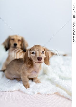 小狗 Kaninhen Dachshund 父母和孩子 80677470