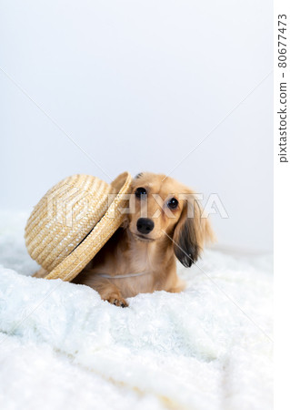 成年卡寧欽臘腸犬 80677473